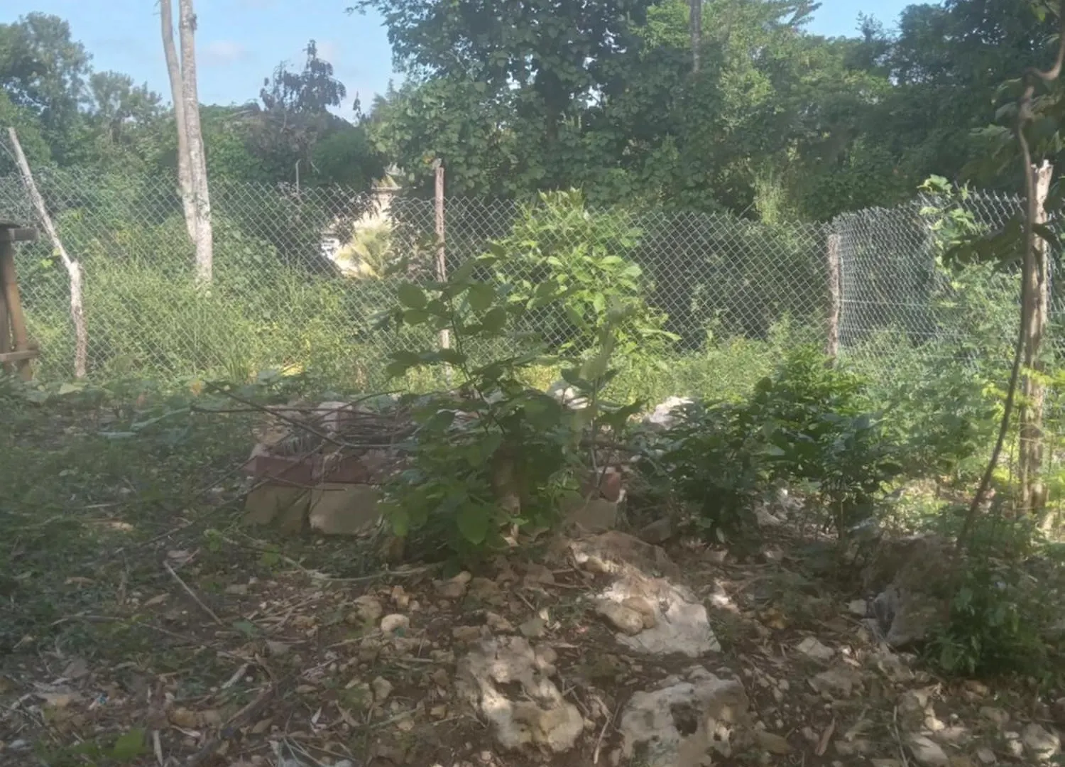 Zion Culture Farms And Resort. Green Island Jamaica